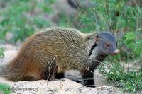 Image of: Herpestes vitticollis (striped-necked mongoose)