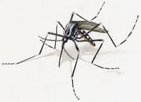 Image of: Aedes aegypti (yellow fever mosquito)