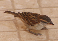 Passer iagoensis - Iago Sparrow