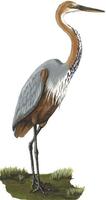 Image of: Ardea goliath (goliath heron)