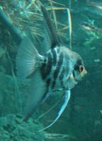 Pterophyllum scalare - Black Angelfish