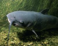 Image of: Ictalurus punctatus (channel catfish)