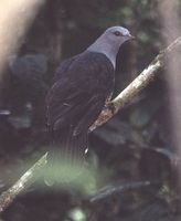 Sombre Pigeon - Cryptophaps poecilorrhoa