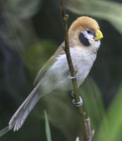 Spot-breasted Parrotbill - Paradoxornis guttaticollis