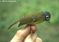 Grey-cheeked Warbler - Seicercus poliogenys