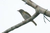 Gray-chested Greenlet - Hylophilus semicinereus