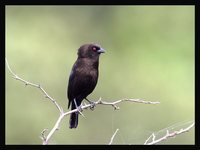 Bronzed Cowbird - Molothrus aeneus