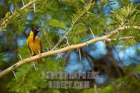 Village ( spotted backed ) weaver stock photo