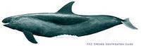 pygmy killer whale: