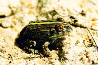 : Pyxicephalus sp.