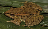 : Rana berlandieri; Mexican Leopard Frog