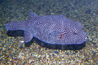 : Arothron meleagris; Guineafowl Pufferfish