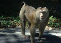 : Macaca nemestrina; Pig-tailed Macaque