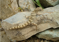 : Cyrtopodion spinicauda; Kopet Dagh Bent Toed Gecko