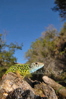 : Lacarta schreiberi; Schreiber`s Lizard