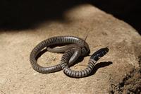 : Meizodon semiornatus; Semi-ornate Snake