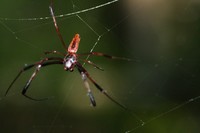 : Nephila clavipes; Golden-silk Spider