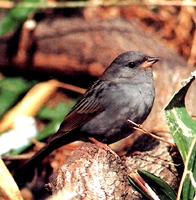 검은촉새 (Emberiza variabilis)