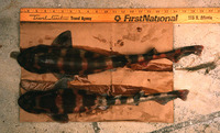 Scyliorhinus meadi, Blotched catshark: