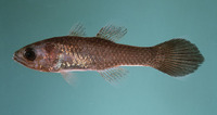 Pseudamia hayashii, Hayashi's cardinalfish: