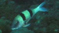 Parupeneus trifasciatus, : fisheries