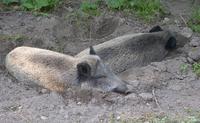 Image of: Sus scrofa (wild boar)