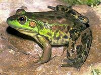 Image of: Rana septentrionalis (mink frog)