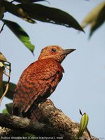 Rufous Woodpecker - Celeus brachyurus