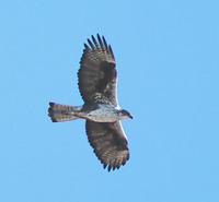 Bonelli's Eagle (Hieraaetus fasciatus) photo