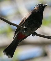 Red-vented Bulbul - Pycnonotus cafer