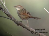 Tawny Grassbird - Megalurus timoriensis