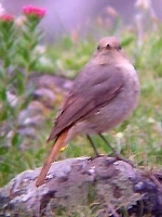 Hodgson's Redstart - Phoenicurus hodgsoni