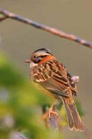 A Rufous-collared Sparrow photographed during a FONT Guatemala tour