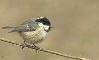 Coal Tit (above) and Chiffchaff (below) - two excellent