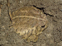 : Bufo woodhousii; Woodhouse's Toad