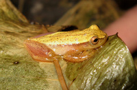 : Dendropsophus sanborni