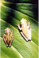 : Hypsiboas cipoensis