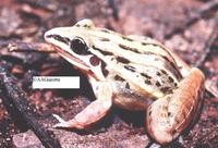 : Leptodactylus gracilis