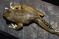 : Litoria lesueurii; Lesueur's Frog