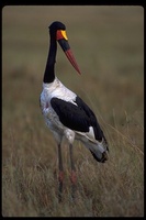 : Ephippiorhynchus senegalensis; Saddle-bill Stork