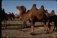 : Camelus bactrianus; Bactrian Camel