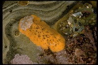 : Anisodoris nobilis; Sea Lemon