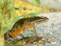 Lille vandsalamander (Triturus vulgaris) Foto/billede af