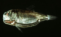 Ichthyococcus ovatus, Lightfish: