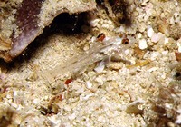 Fusigobius signipinnis, Signalfin goby: aquarium