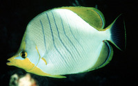 Chaetodon xanthocephalus, Yellowhead butterflyfish: aquarium
