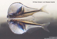 Carnegiella myersi, Pygmy hatchetfish: aquarium
