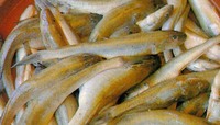 Acanthogobius hasta, : fisheries