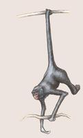 Image of: Ateles chamek (Chamek spider monkey)