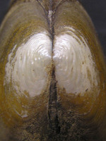 Anodonta anatina